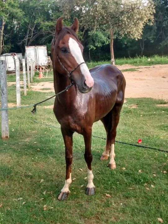 Vendo ou troco cavalo de quatro a cinco anos domado manço  - Foto 5