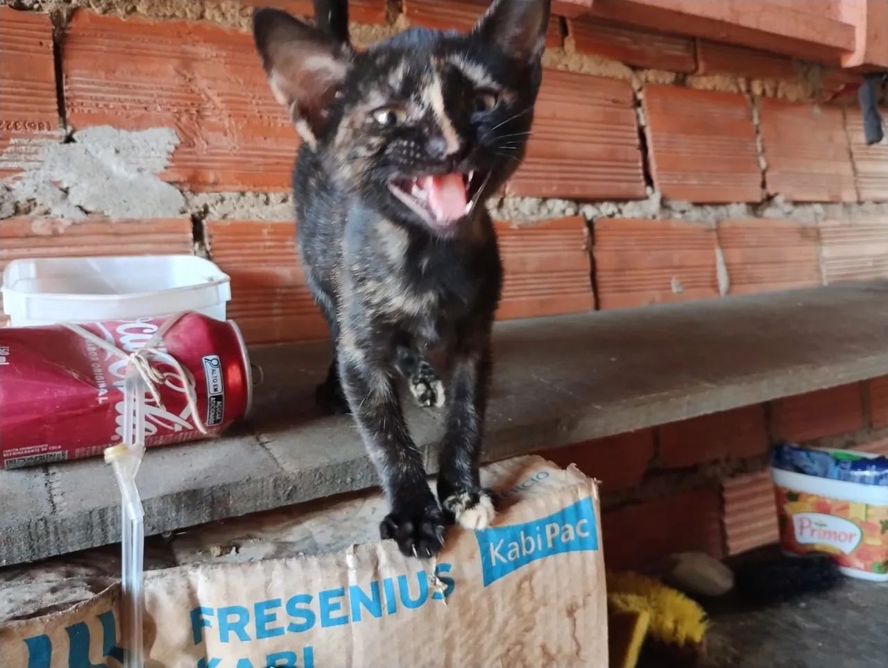 Gatinha para adoção  - Foto 2