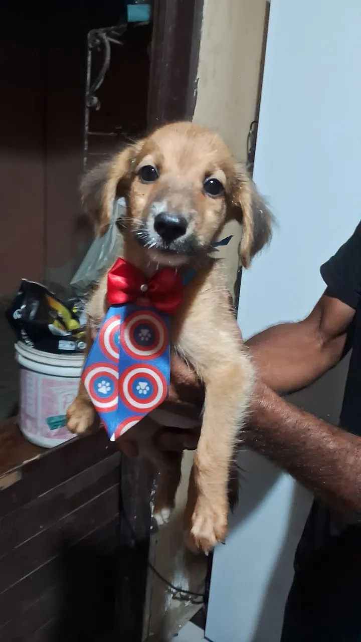 Filhote fofo pra doação