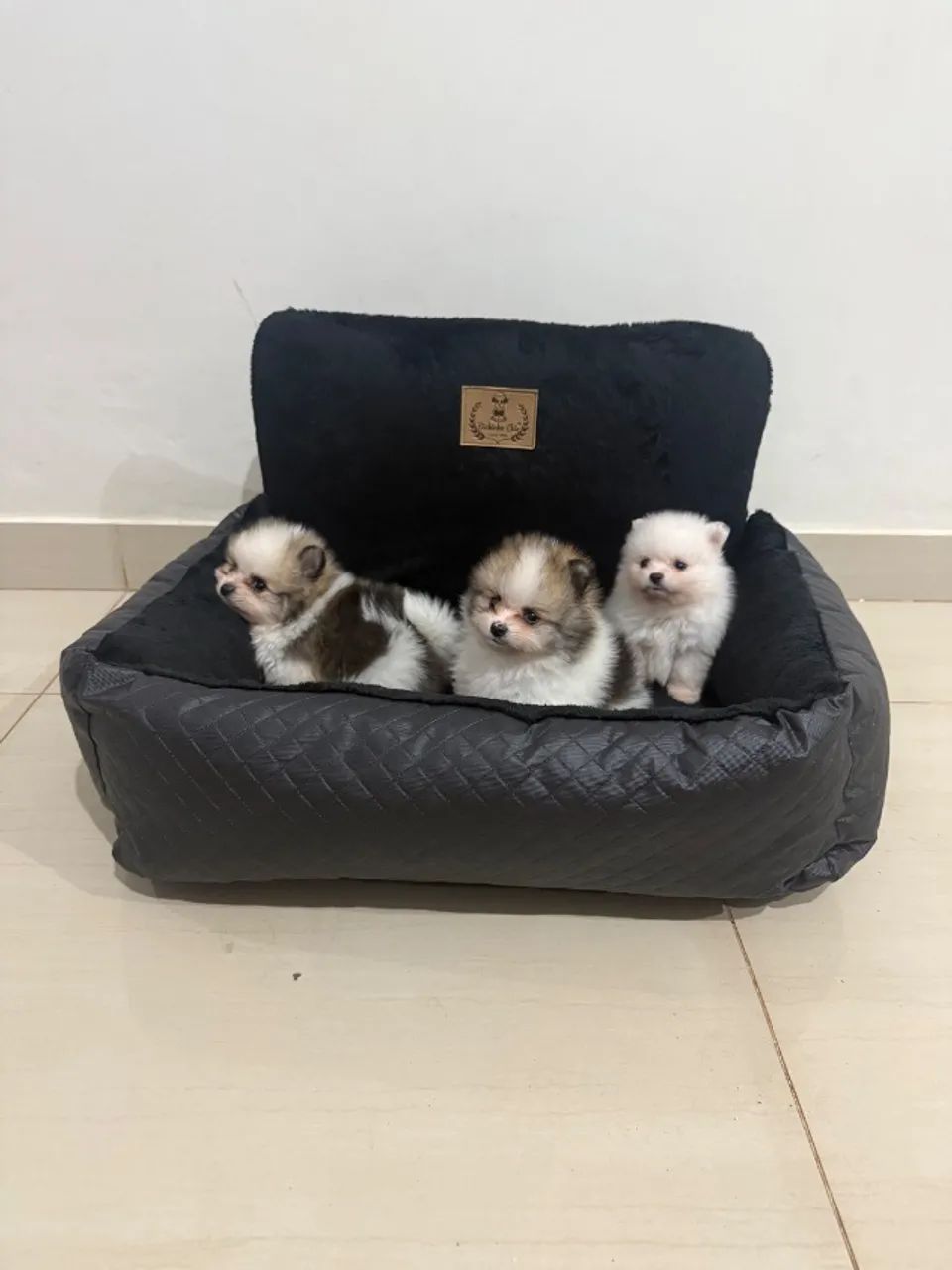 Filhotes de Lulu Pomerânia - Foto 3