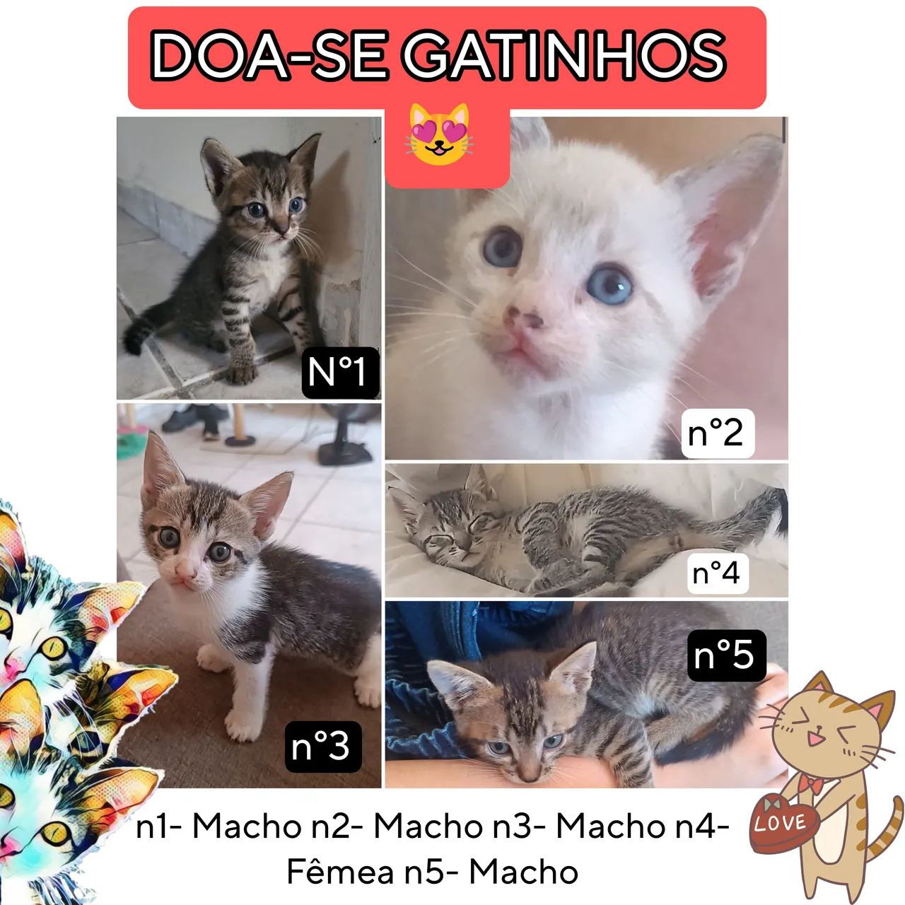 Escolha seu gatinho ?