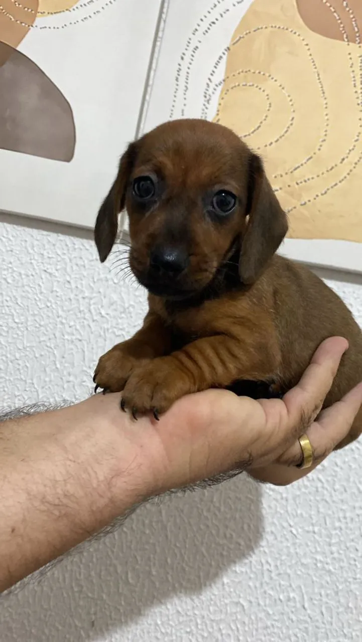 FILHOTE Dachshund (SALSICHA)