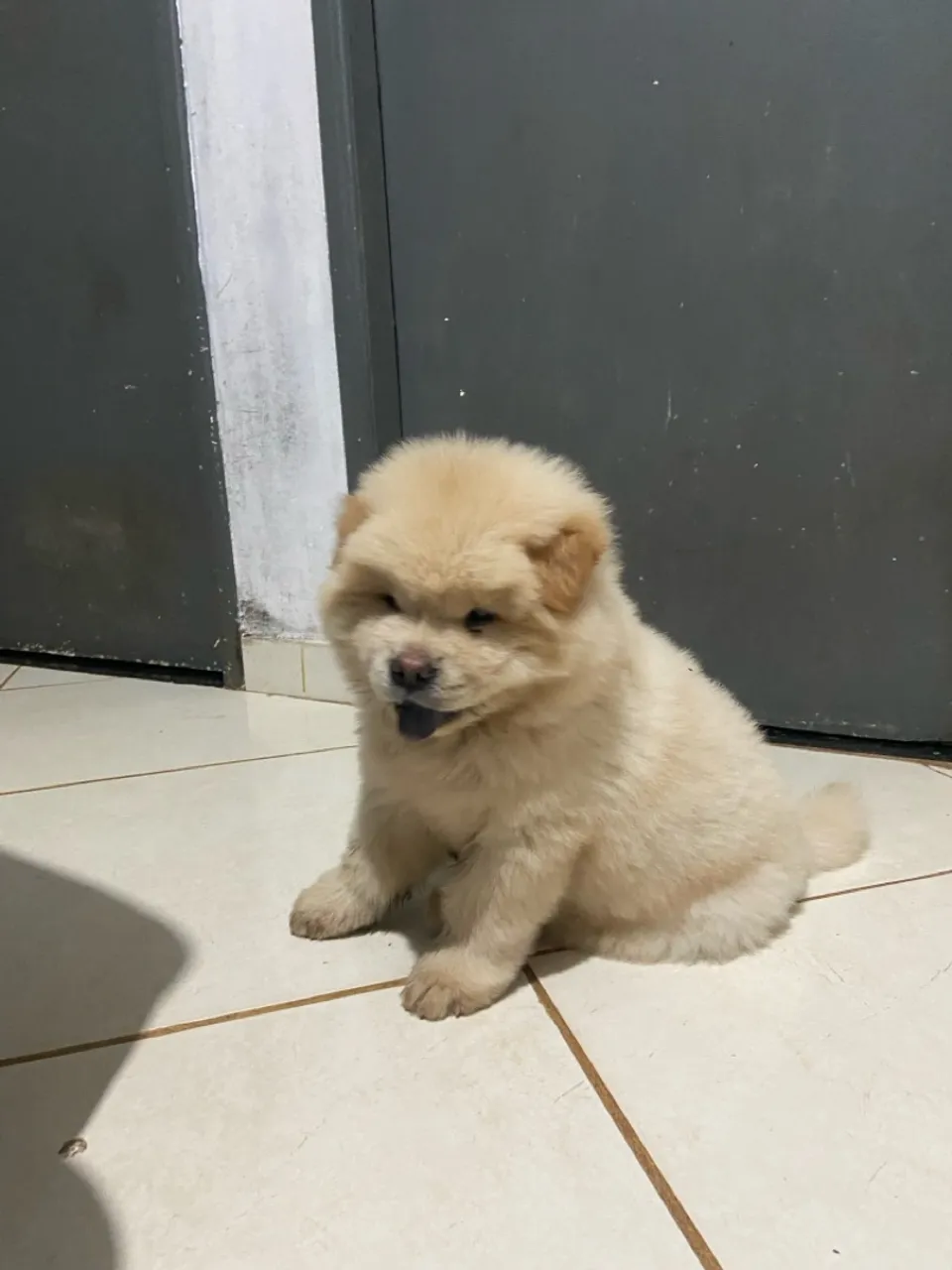 Filhote Chow Chow - Fofo e Adorável!