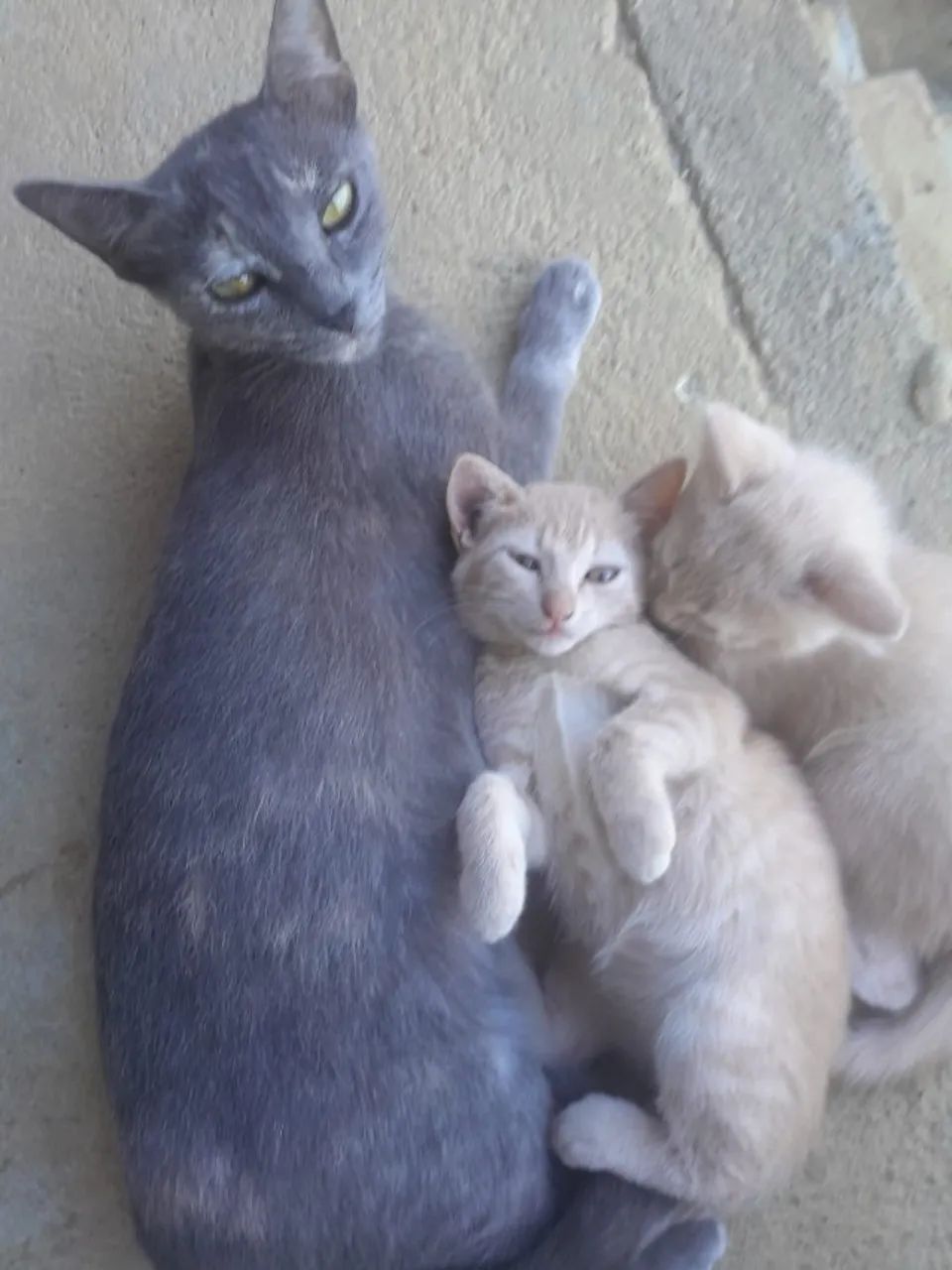 mãe e gatinhos para doação - Foto 4
