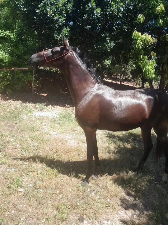 Potra Mangalarga Marchador - Foto 2