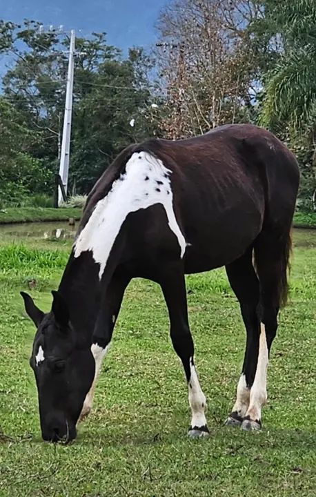 Super promoção de coberturas! Aproveite e garanta já a sua numa condição imperdível! - Foto 5