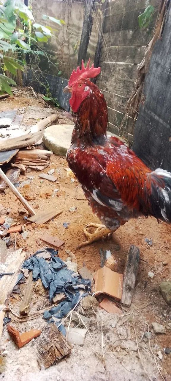 Galo GSB puro e de quintal 