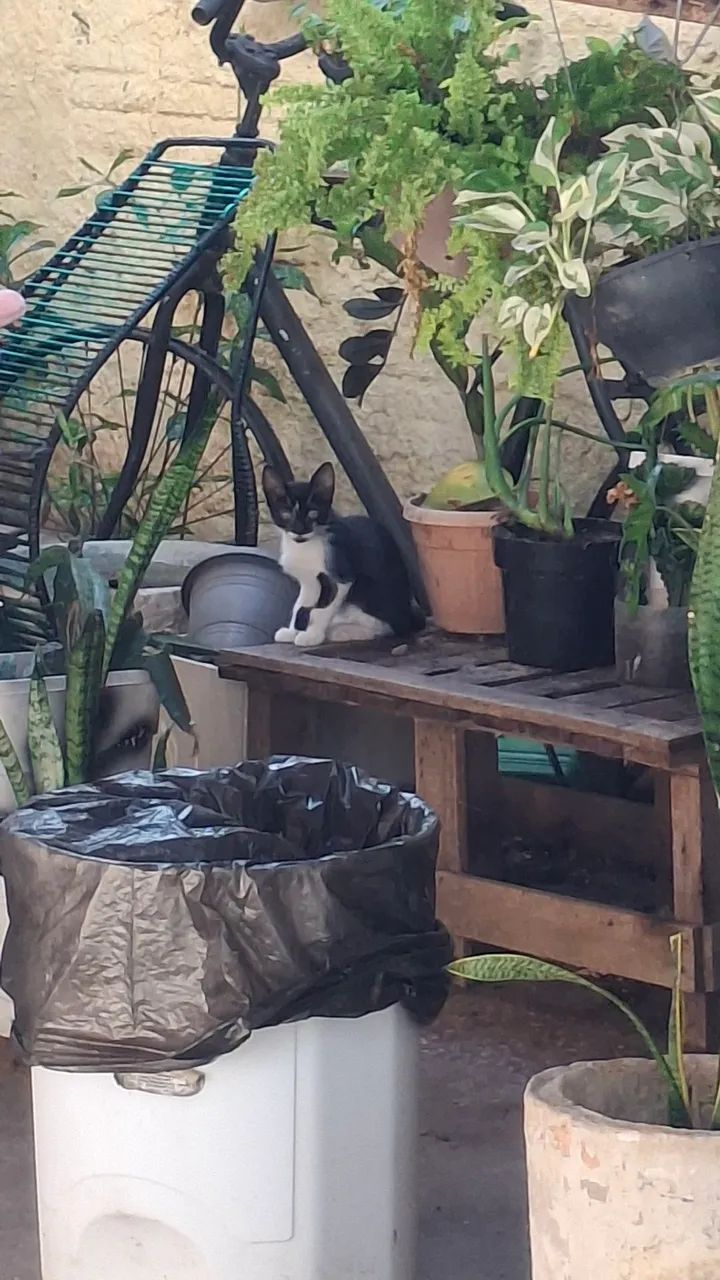 Gatinhos para adoção - Foto 3