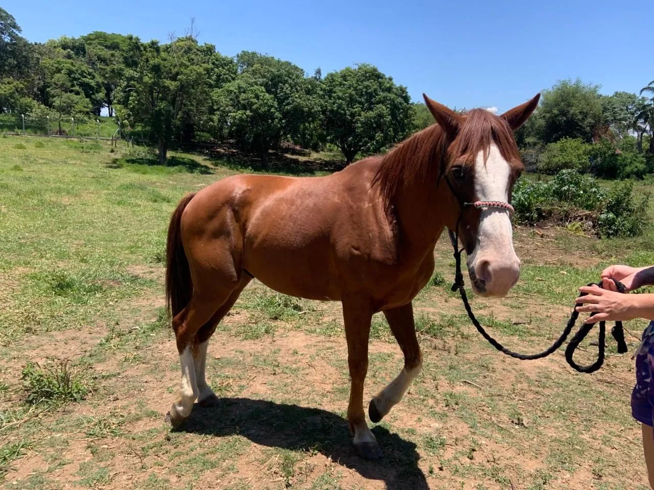 Cavalo 3 Tambores - Foto 5