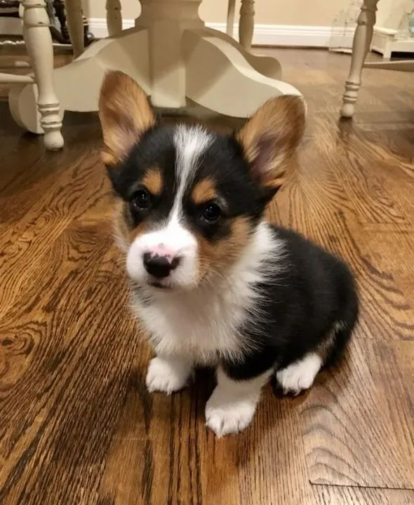 Corgi Filhotes Lindos na Cor Tricolor