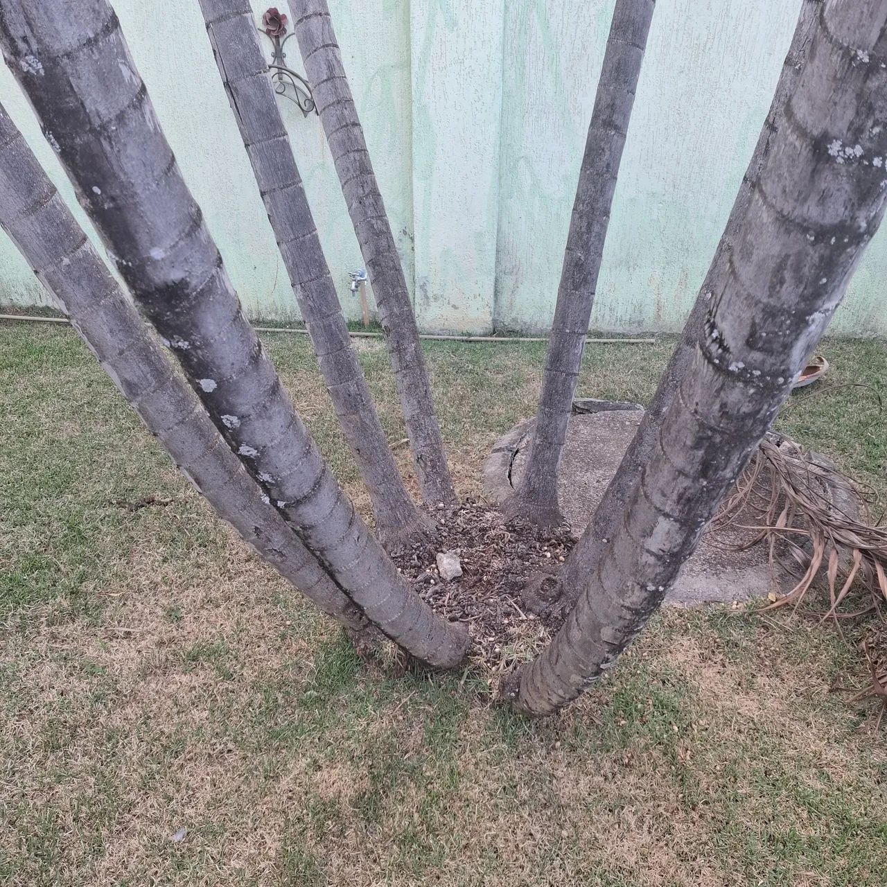 2 Palmeira adulta com 7 troncos e 5 troncos - Foto 4