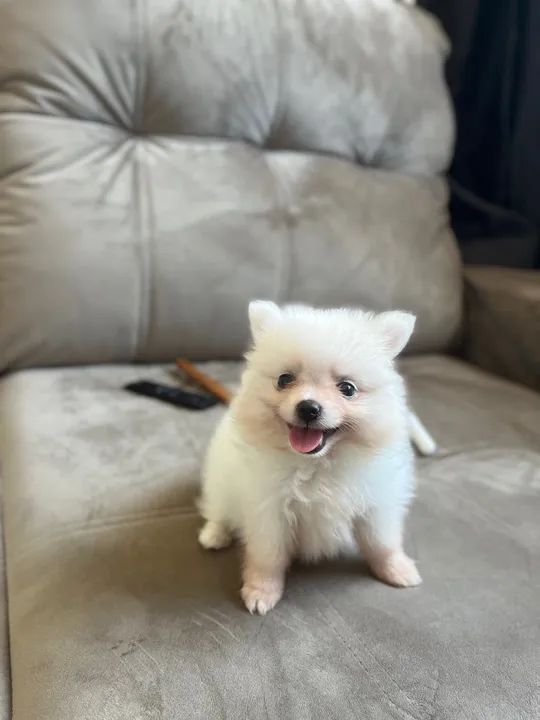 Filhote Fêmea de Spitz Alemão