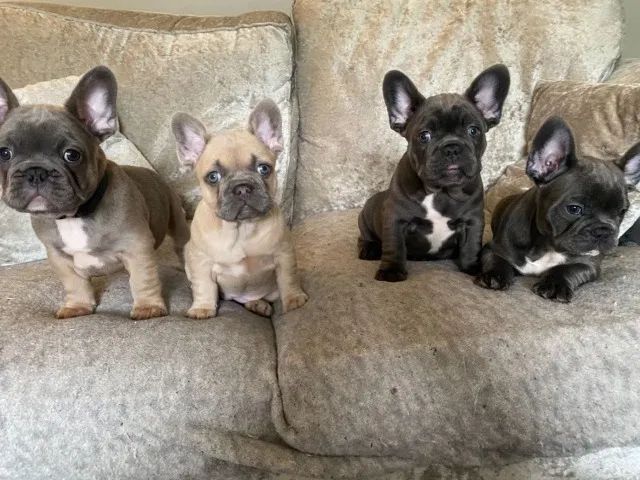 Filhote de Bulldog Francês - Alegria e amor garantidos