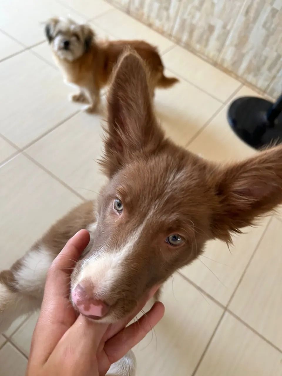 doação de border collie - Foto 5