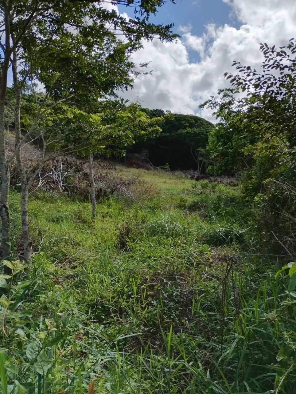 VENDO SITIO EM CATU-BA  - Foto 3
