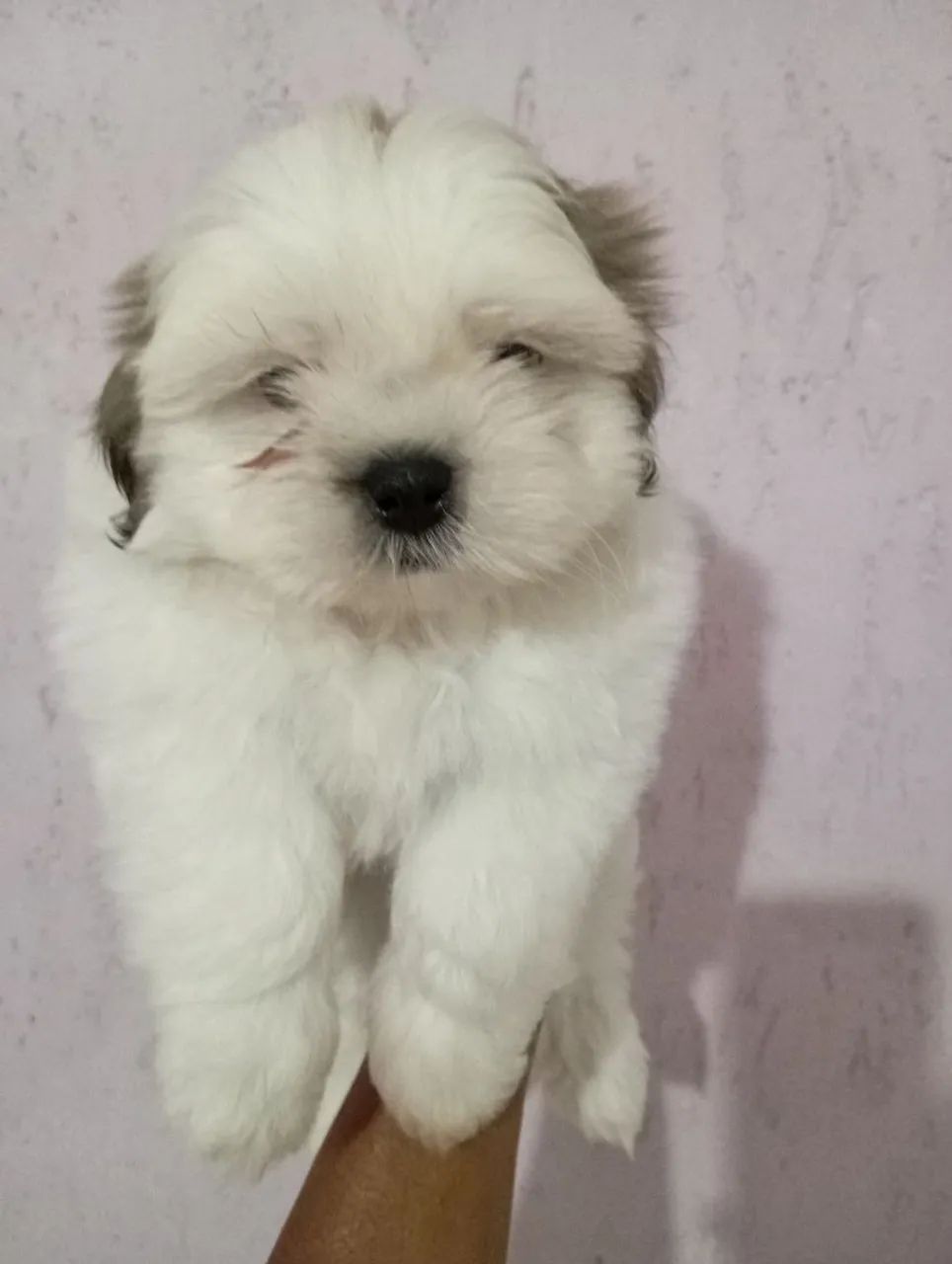 Shih tzu macho  - Foto 3
