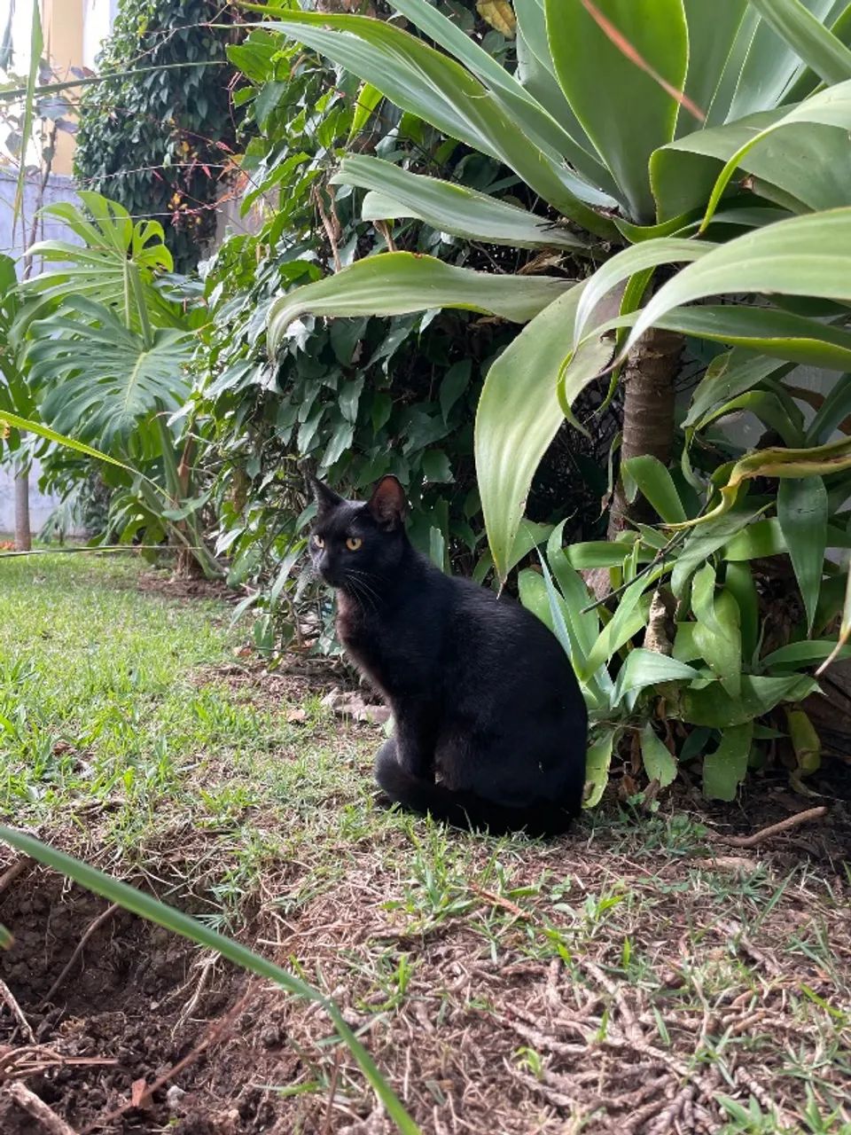 Gatinho preto  - Foto 5
