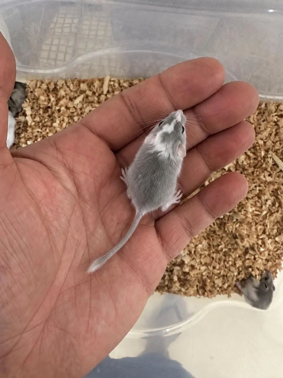 Filhotes GERBIL (esquilo da Mongólia)