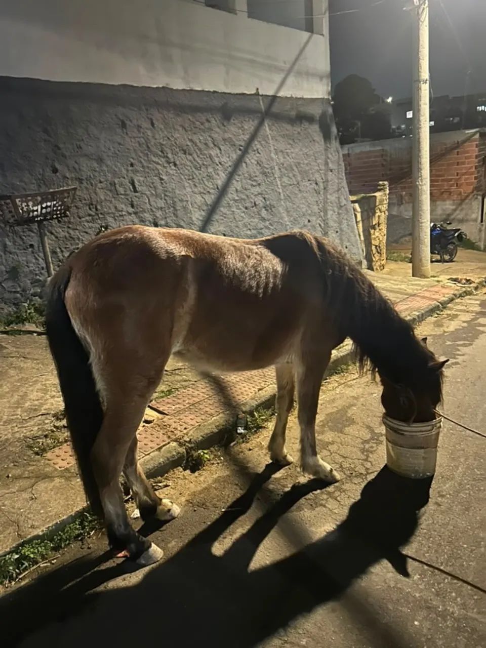 Vendo égua  - Foto 5