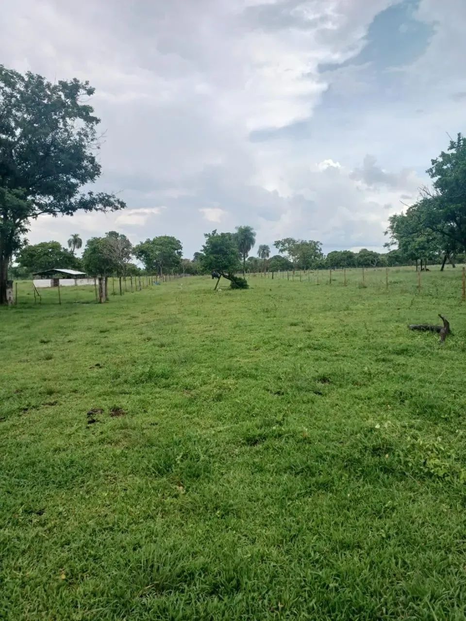 FAZENDA À VENDA  100 HECTARES | PRONTA PARA PRODUÇÃO - Foto 5