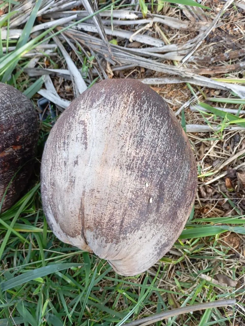 Coco seco com casca - Foto 5