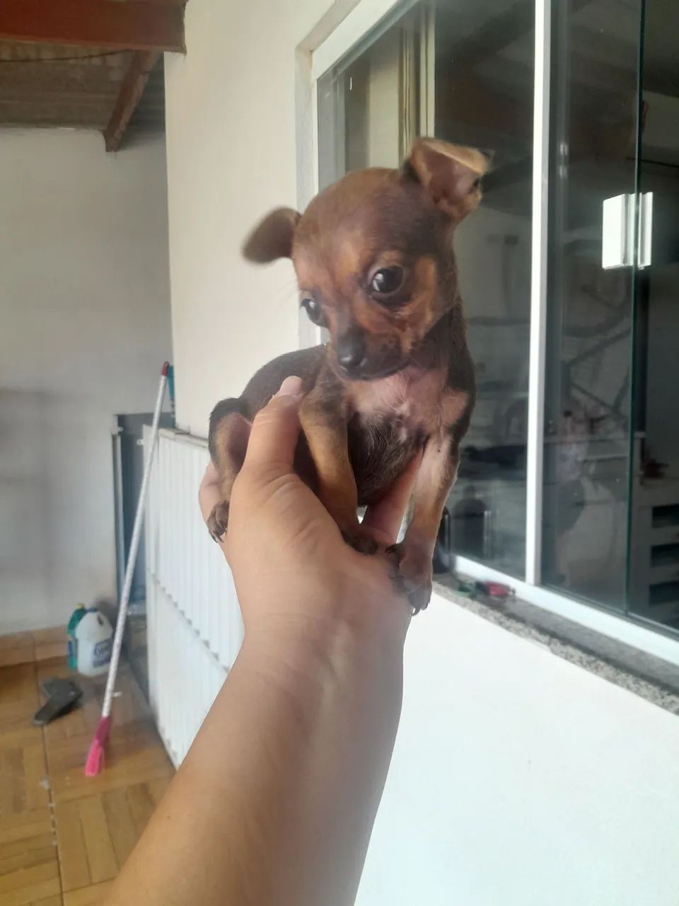 Pinscher zerinho  - Foto 2