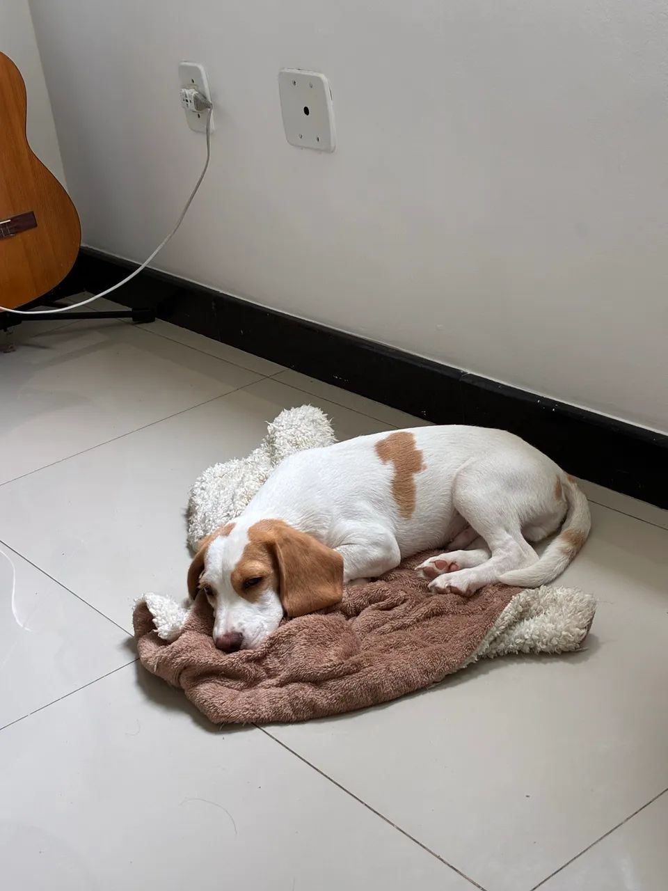Beagle 09 meses - Foto 4