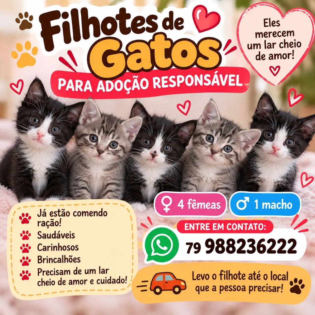 Filhotes de gato para adoção responsável