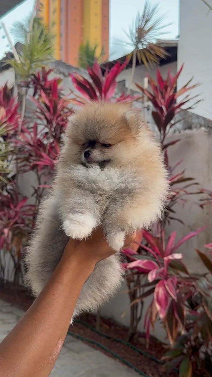 Spitz Alemão macho - Foto 3