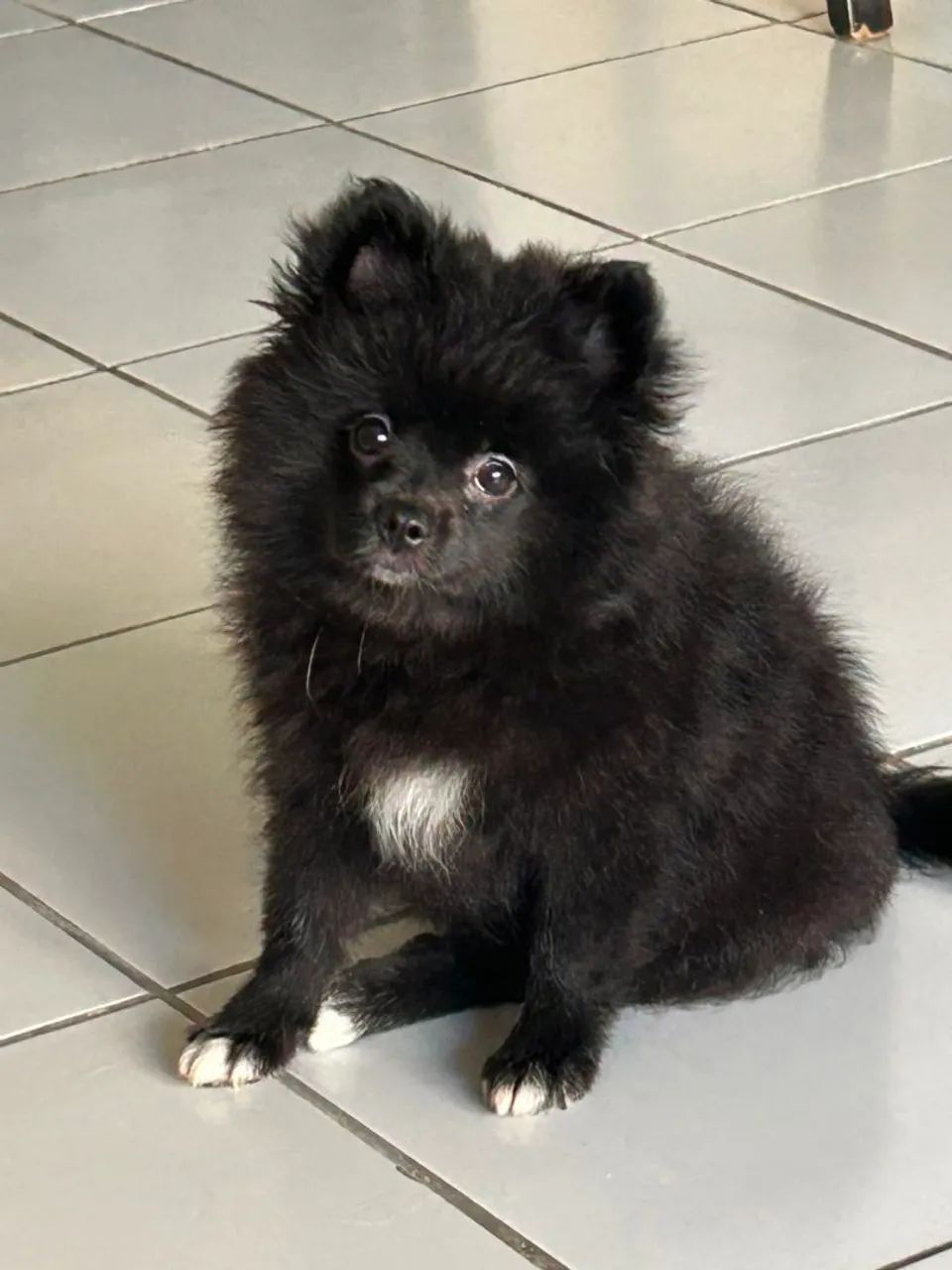 Filhotes de Spitz Alemão  - Foto 4