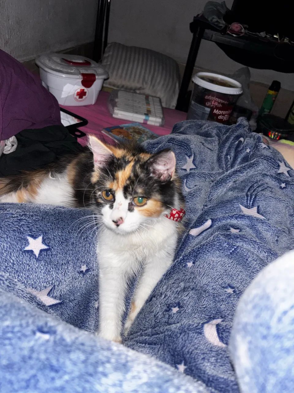 Gatos 