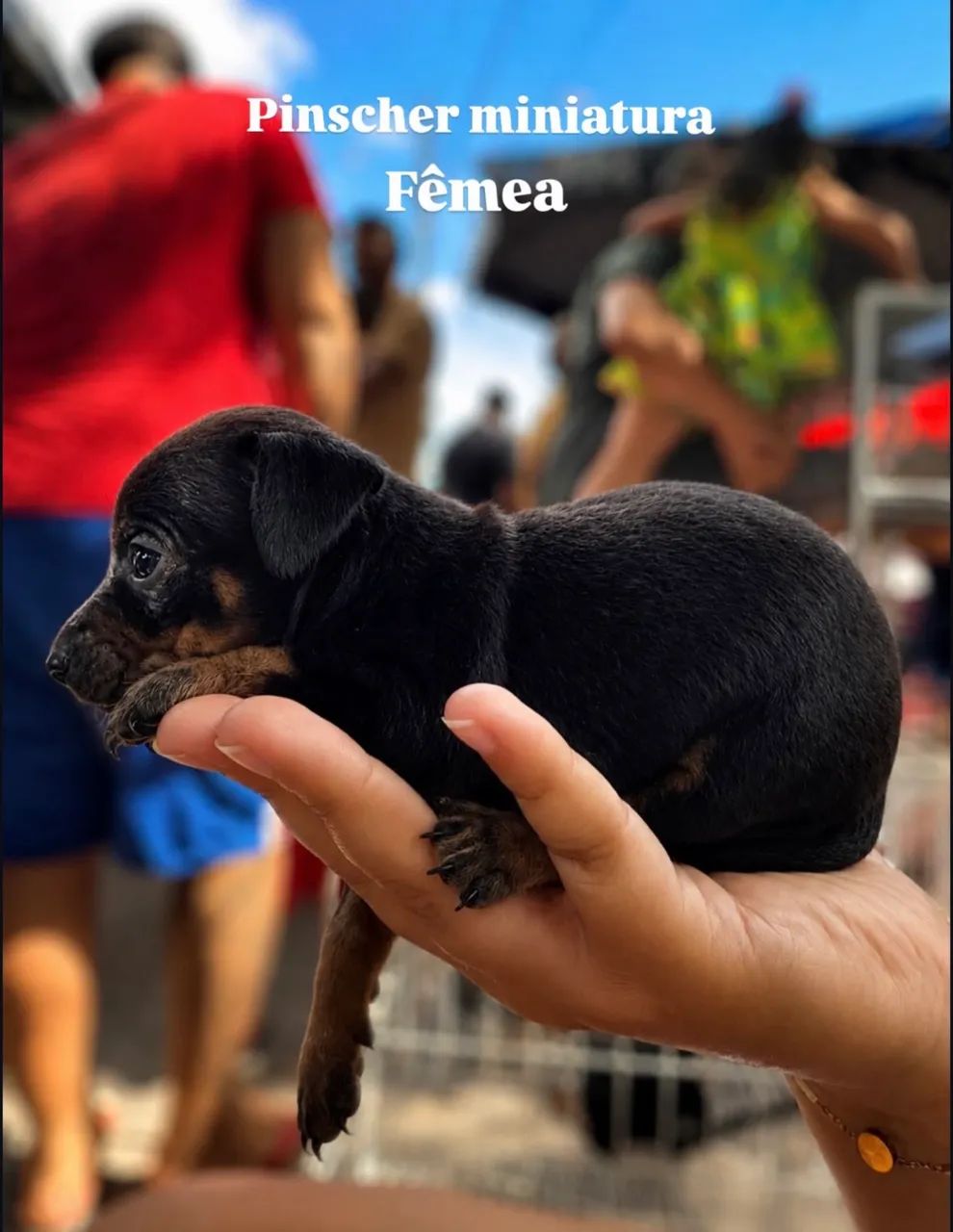 Pinscher miniatura  - Foto 2