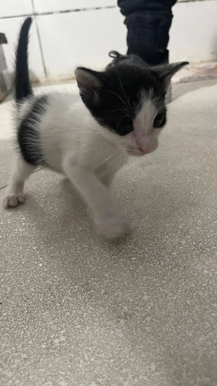 doação de gatinhos frajolas  - Foto 4