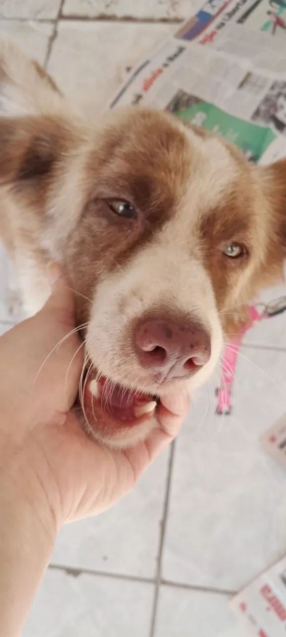 Hachi - Foto 3