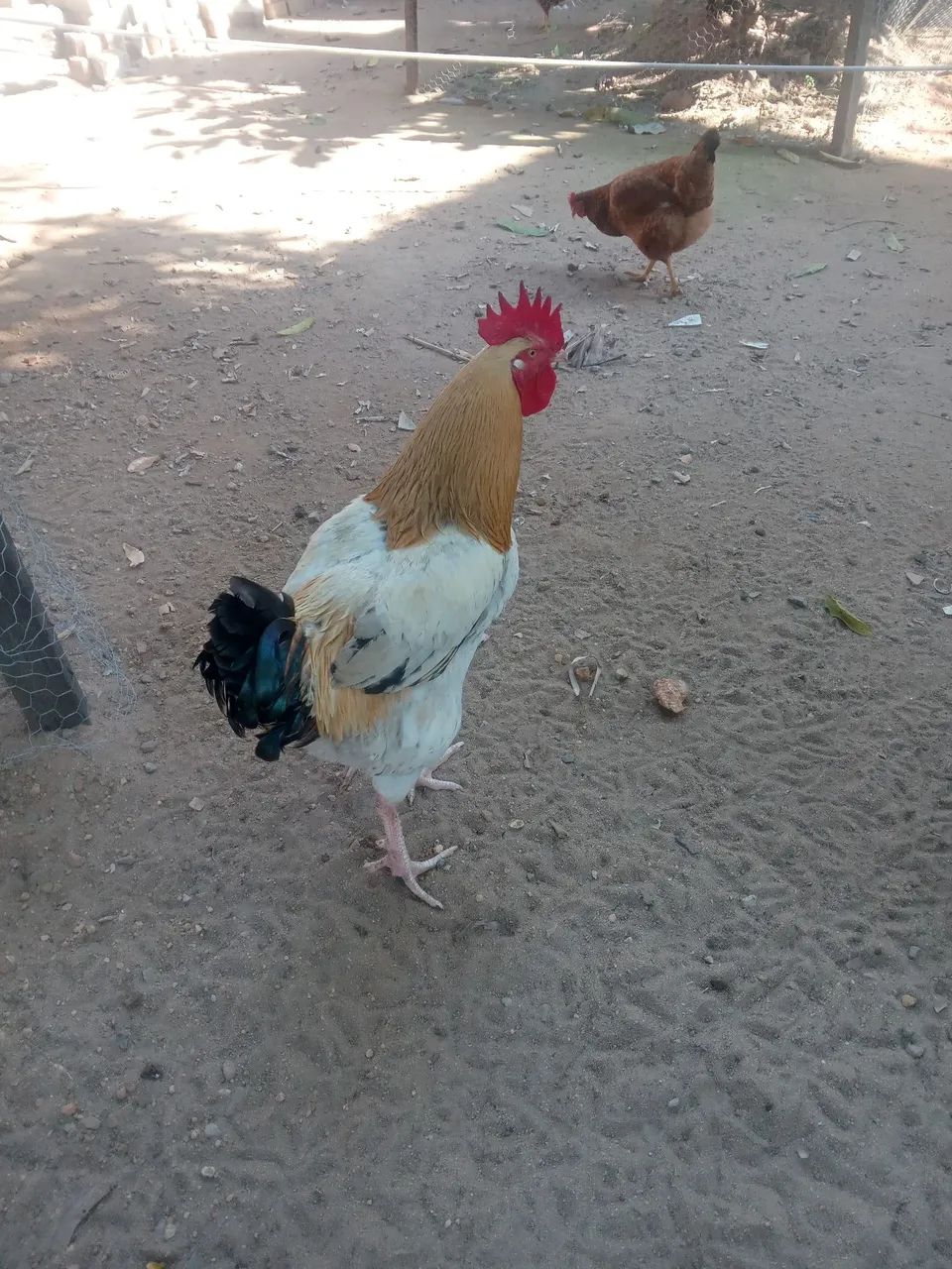 Ovos Caipira  - Foto 3