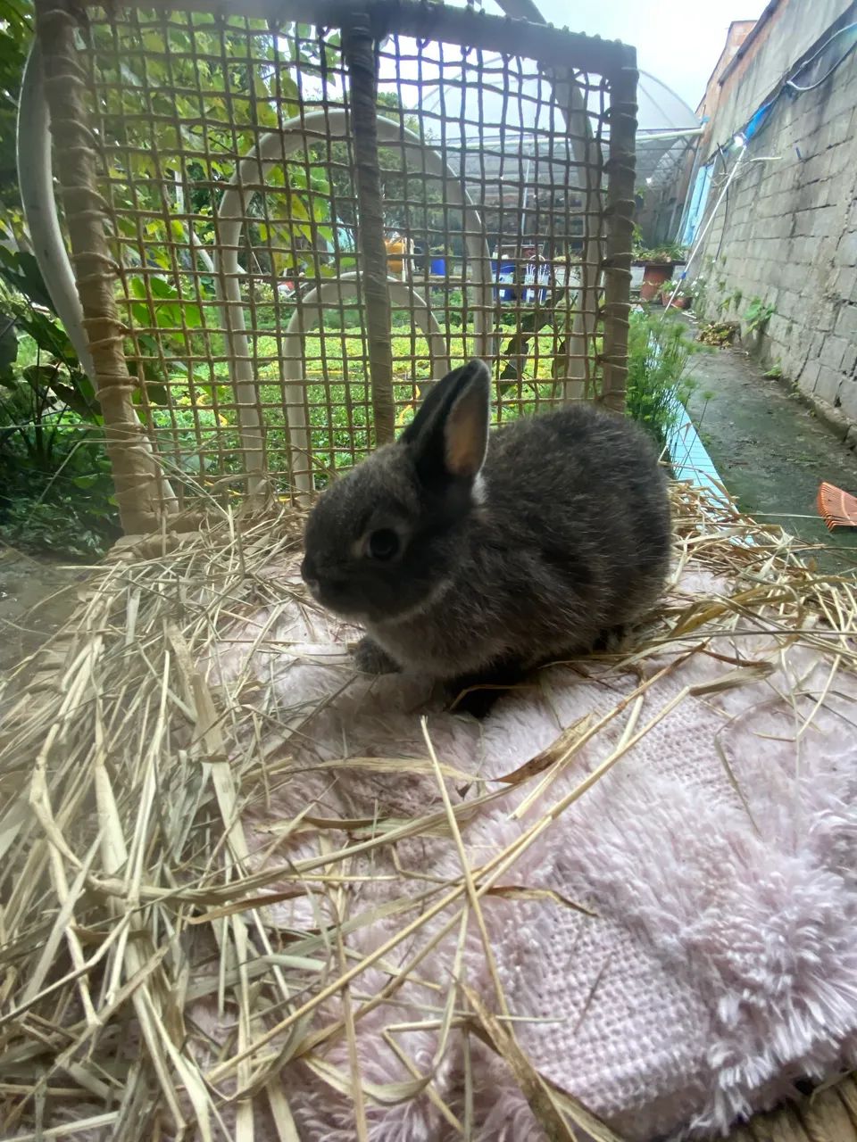 Coelhos anões Netherland Dwarf  - Foto 3