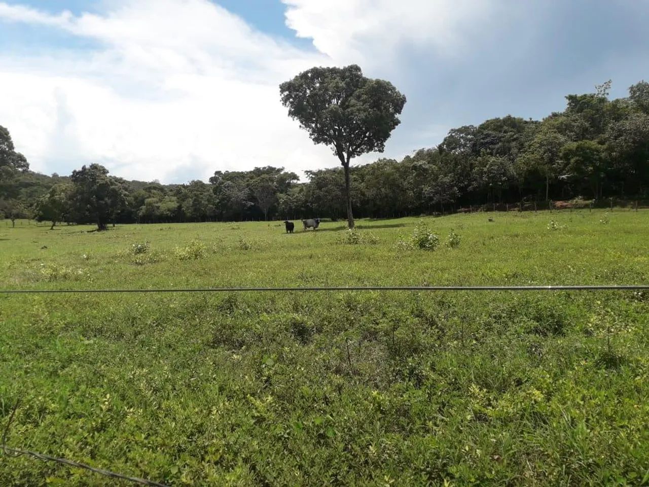 Fazenda para Venda em Barrolândia
