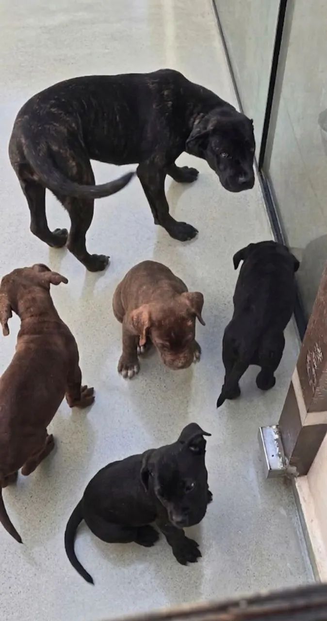 Cane Corso,  fêmea disponível, filhote  - Foto 3
