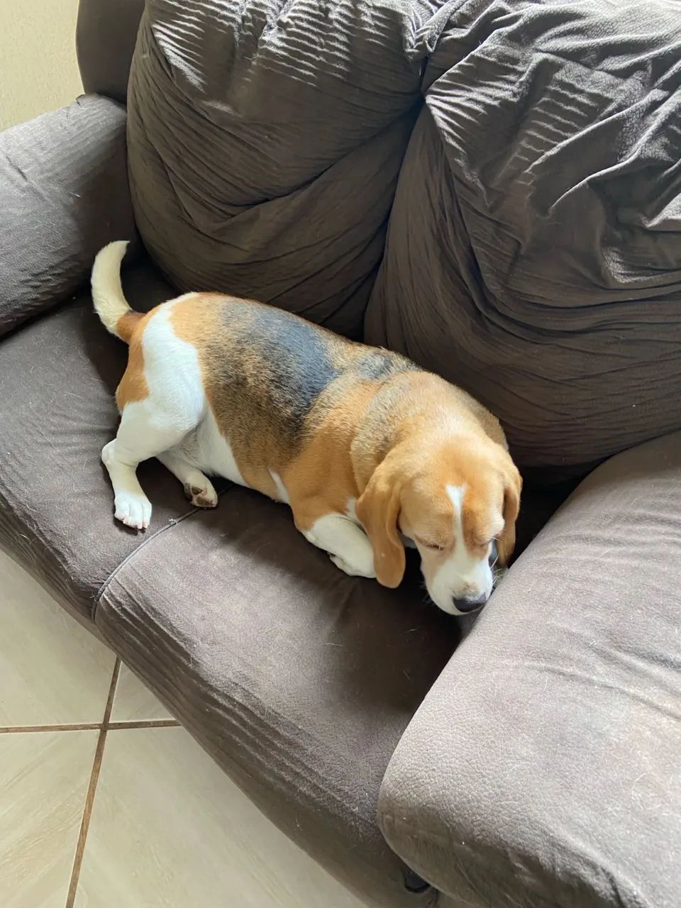 Doa-se Beagle - Foto 3