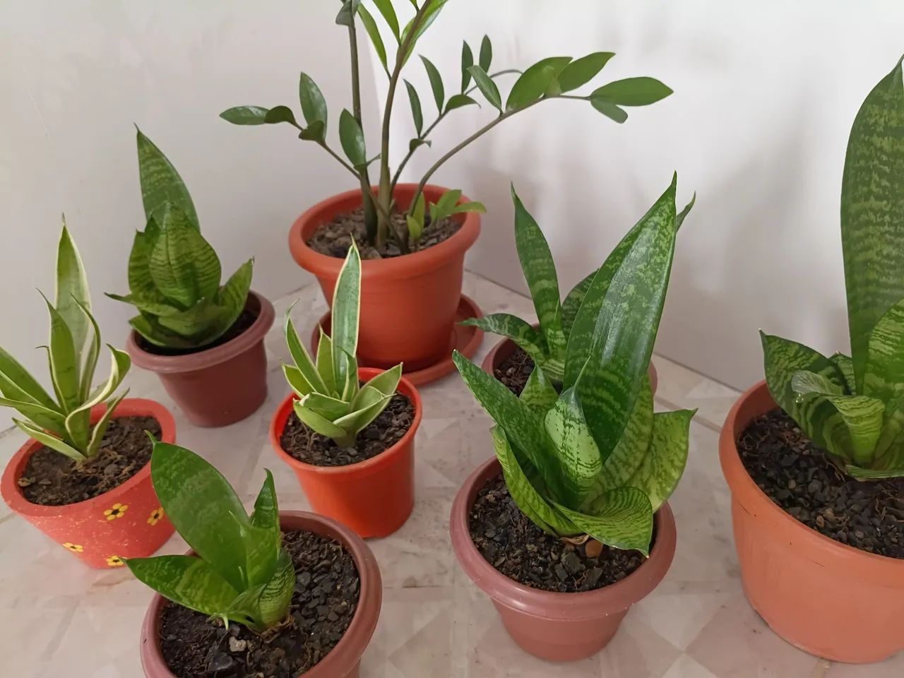 Plantas - Foto 3