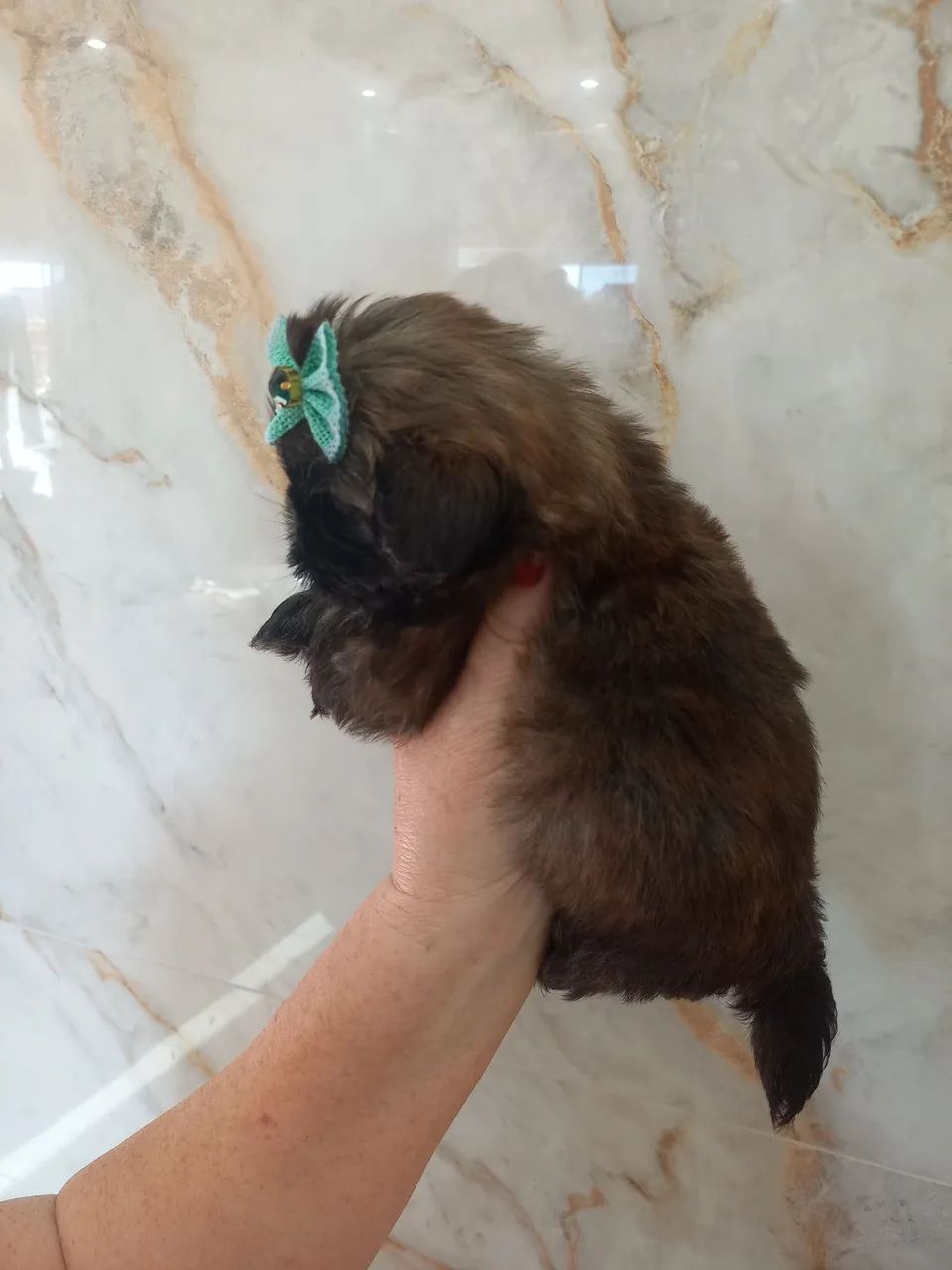 Mini shih tzu  - Foto 4