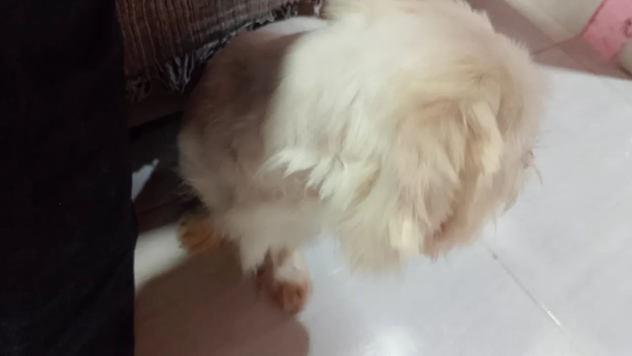 Pet - Foto 3