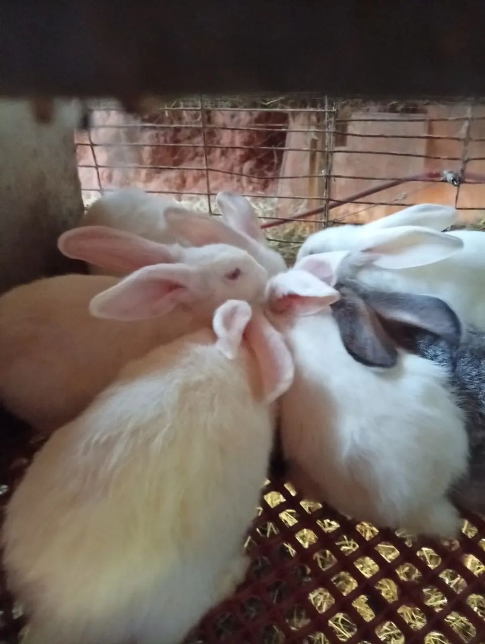 Rabbit65569091918723123