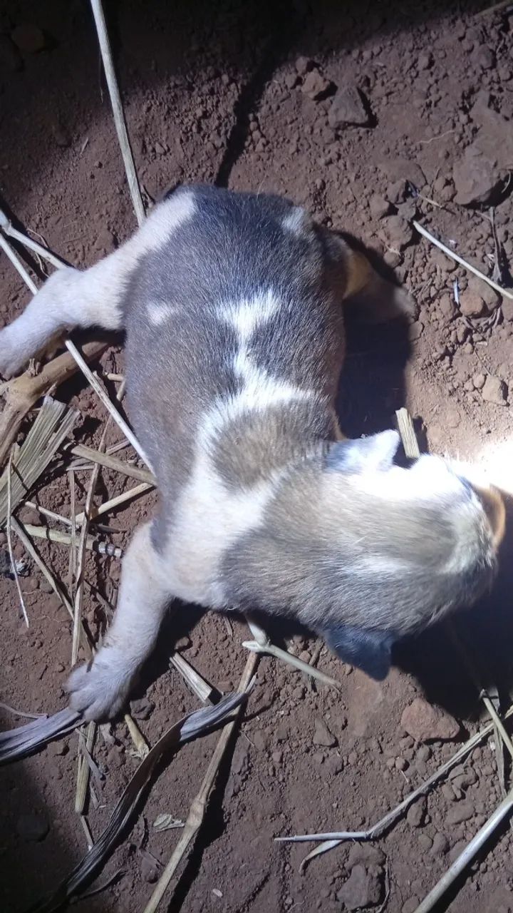 Cachorro para doação 