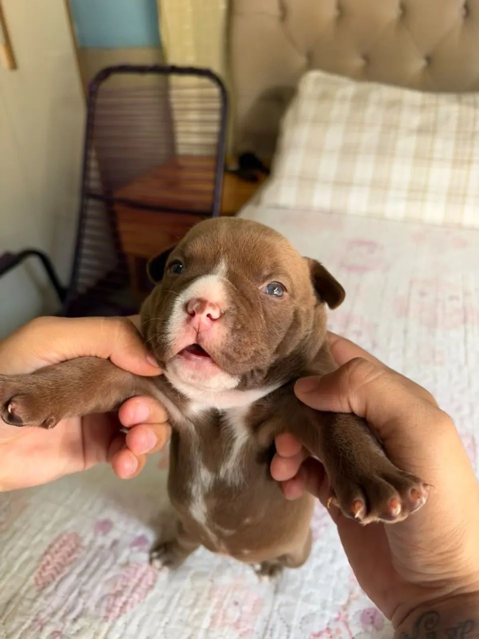Pitbull  - Foto 3