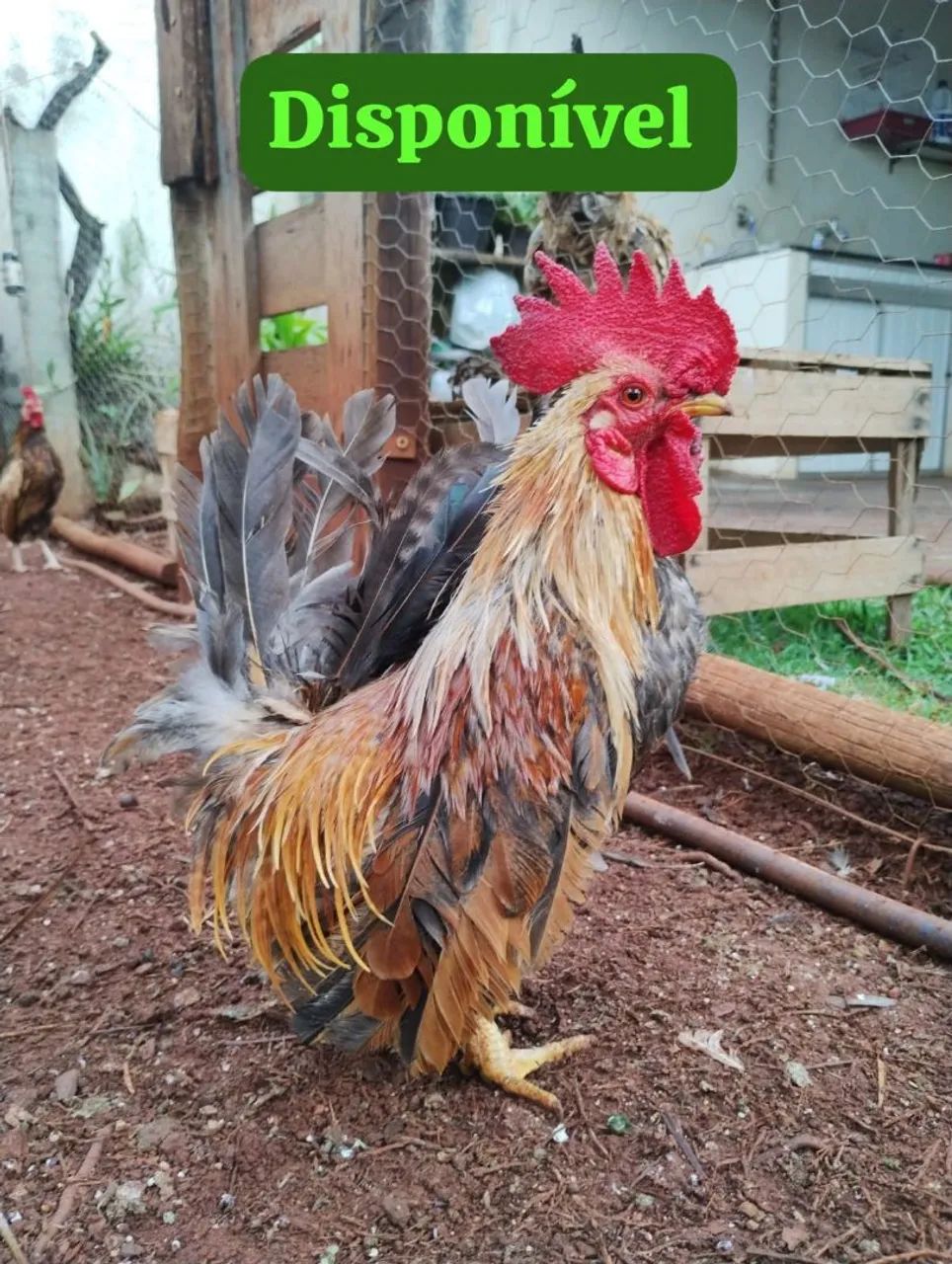 Vende-se galo índio mura 