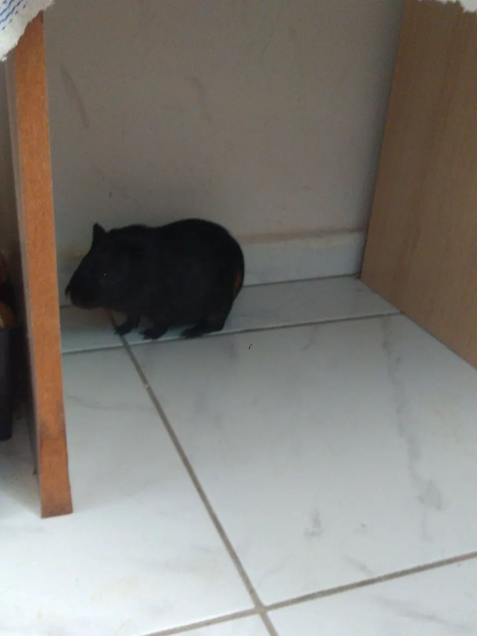 Porquinho da índia NOVO - Foto 5