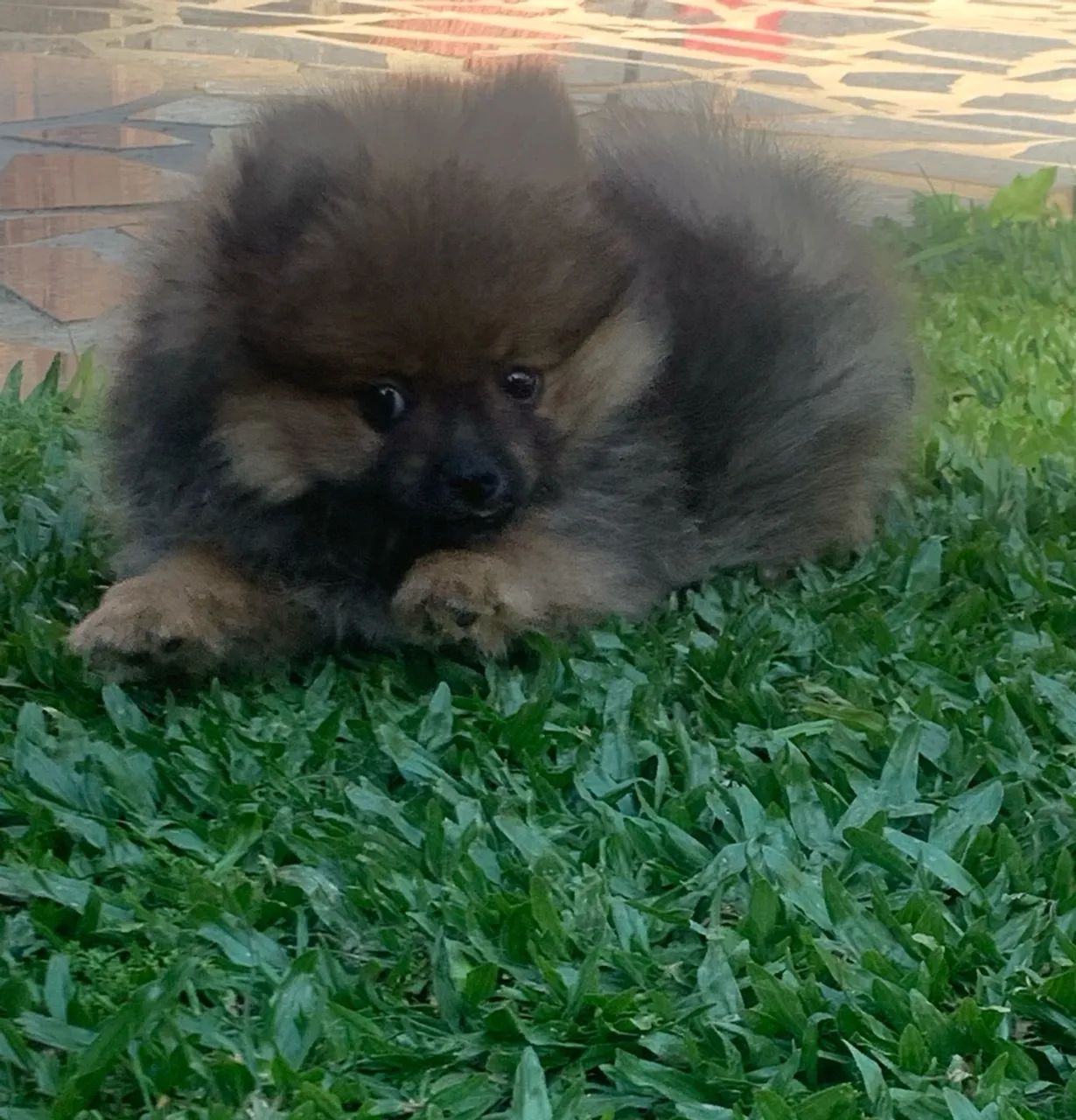 Spitz alemão  - Foto 2
