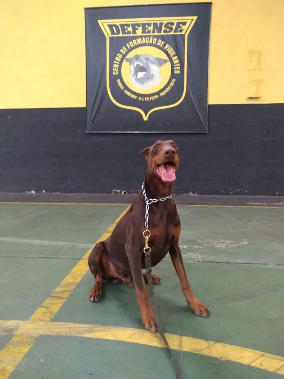 Adestramento de cães 