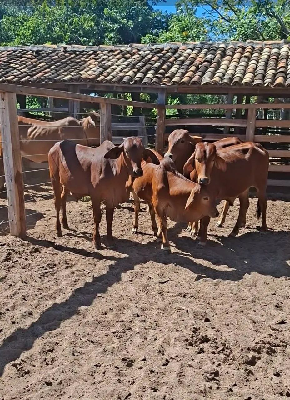 Garrotinhos Sindi